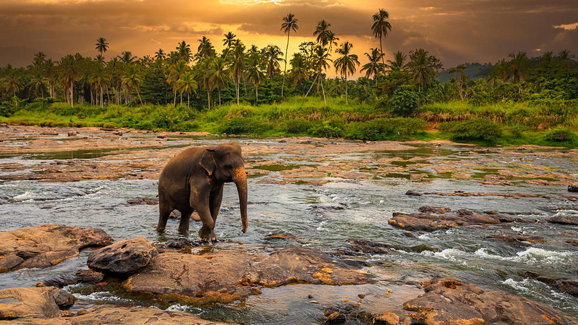 Ceylon Gem Tours